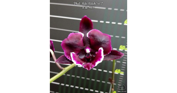 Орхiдея Phal. Miki Witch 467 big lip - купити, доставка Україна